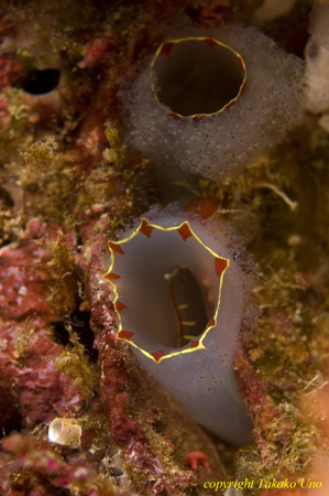 Tunicates 12t unidentified