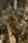 Pontohi Pygmy Seahorse 022t 3529