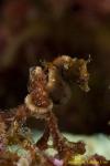 Pontohi Pygmy Seahorse 013t 3440