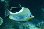 Saddled Butterflyfish 02t 1927