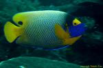 Blue Face Angelfish 02t