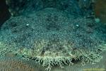 Wobbegong 003t 1483