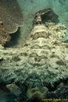 Wobbegong 007t 1510