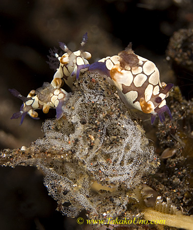 Takako's Trapania scurra w eggs 0129 bl