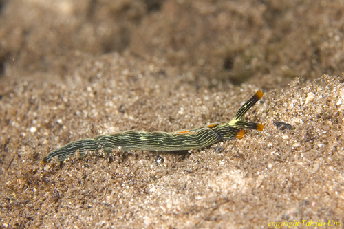 Elysia Nudi 01t 0205