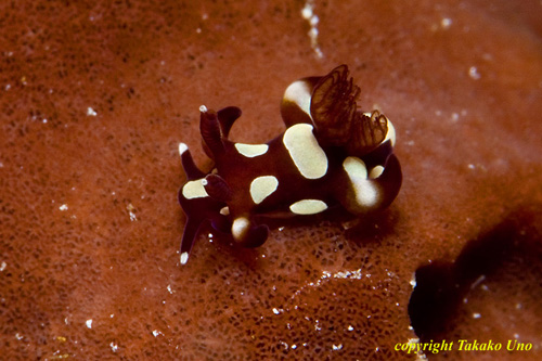 I found another NEW species of Trapania again!! Just confirmed by Mr. Neville Coleman 04tc 0473