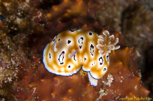 Chromodoris leopardi 08t 1697