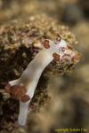 Trapania sp Nudi 03t 0351