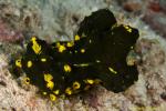 Notodoris Nudi 04 0995