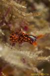 Unidentified Nembrotha 01 baby 0958