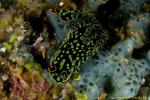 Nembrotha Nudi 03t 1172