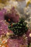 Nembrotha Nudi 05t baby 2354