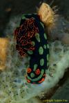 Nembrotha Nudi 01t 0704