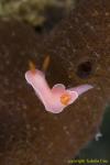 Unidentified Noumea Nudi 01t baby 0657