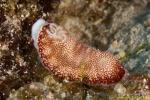 Marbled Chromodoris Nudi 02t 3369