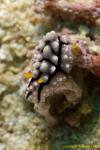 Phyllidia Nudi 001tc 0124