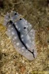 Phyllidia Nudi 04t 1735