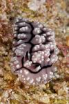 Phyllidia Nudi 09t 3376