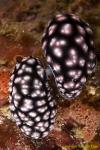 Phyllidia Nudi 06t mating 2077