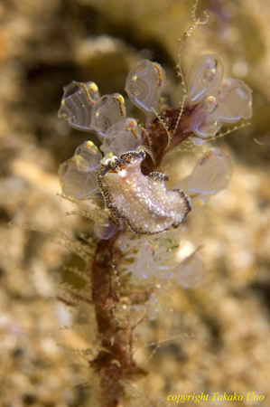 Flatworm 07t 0256 Eurylepta?