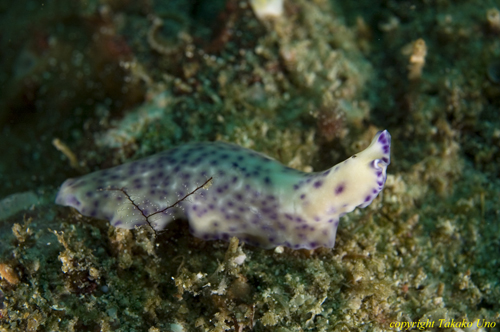 Flatworm 001t 0039