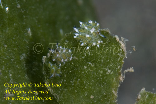 Costasiella sp 30tc 3 specimens 8272