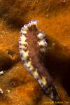 Flatworm 003tc 0091