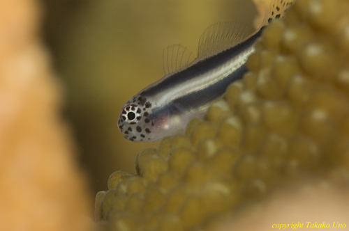 Coral Goby 01t 0615
