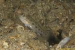 Dusky Shrimpgoby 01t 0333