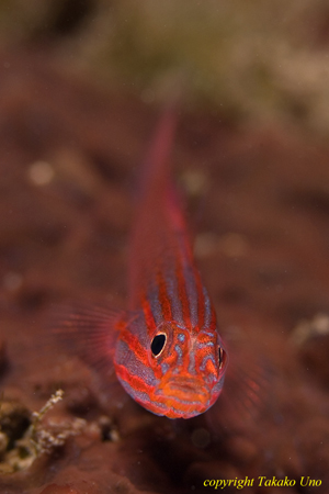 Barred-face Cave Goby 02t