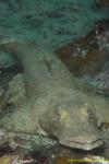 Crocodile Fish 02t 3567