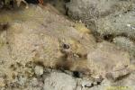 Crocodile Fish 03t 3568