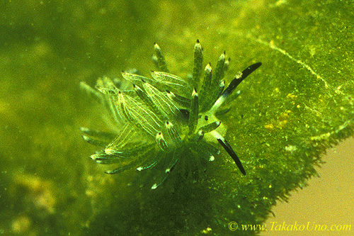 Costasiella usagi 01 3mm Gorontalo2005