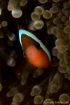 Tomato Clownfish 01t 0154