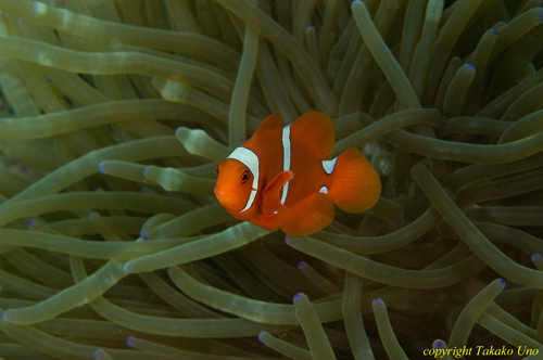 Spine Cheek Anemonefish 02t 0785