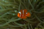 Spine Cheek Anemonefish 02t 0785