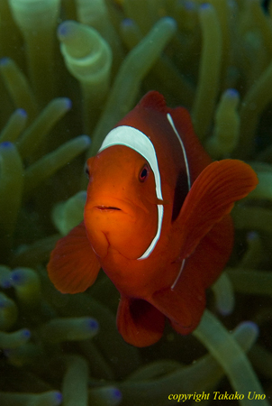 Spine Cheek Anemonefish 01t 0784