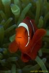 Spine Cheek Anemonefish 01t 0784