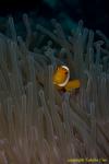 Western Clownfish 03t 3389