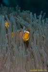 Western Clownfish 04t 3391