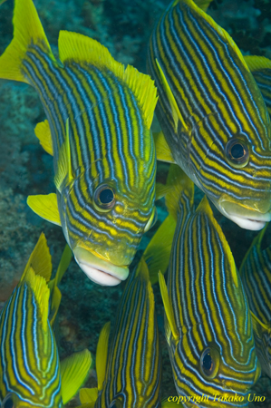 Yellow-ribbon Sweetlips 08t 1120