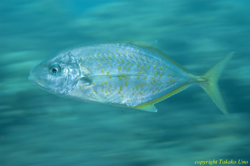 Yellow Spotted Jack 01t 0862