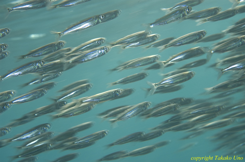 Sardines 04t 2038