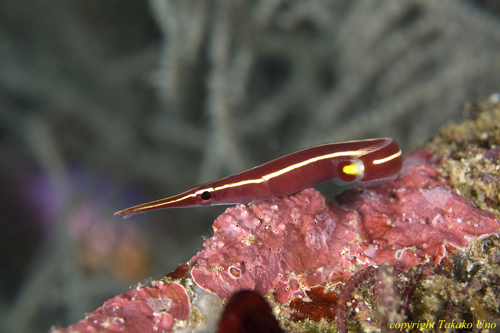 Urchin long-snout Clingfish 01t 1529