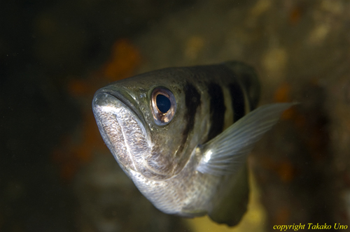 Banded Archer Fish 08t Toxotes jaculatrix