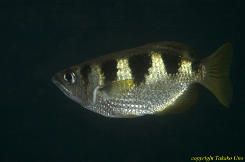 Banded Archer Fish 03t Toxotes jaculatrix