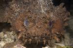 Toadfish 04t 3676 Halophryne queenslandiae?