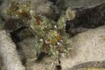 Three spotted frogfish 08t 3312 Lophiocharon trisignatus