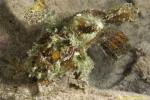 Three spotted frogfish 12t 3718 Lophiocharon trisignatus