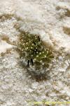 Costasiella sp mating 02t 4mm 0081